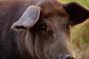 cría de cerdo negro foto