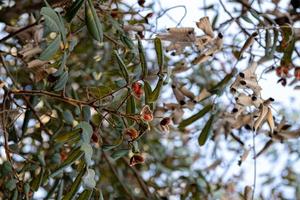 árbol de ormosia con semillas rojas foto