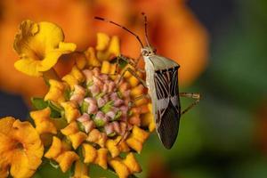 Adult Leaf-footed Bug photo