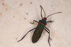 Leaf footed Bug photo