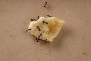 hormigas de cabeza grande foto