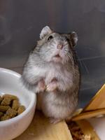 Campbell's dwarf hamster photo
