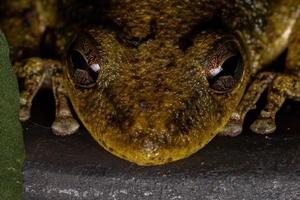 Fuscous-blotched Snouted Tree Frog photo