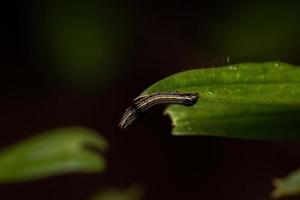 pequeña oruga comiendo una planta