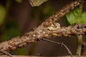 ants in Symbiosis with Tortoise Scales insects photo