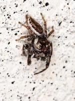 Male Jumping Spider photo