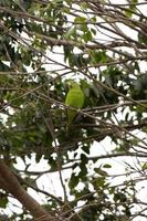 Yellow chevroned Parakeet photo