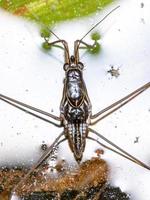 Adult Striped Pond Skater photo