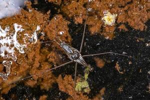 Adult Striped Pond Skater photo