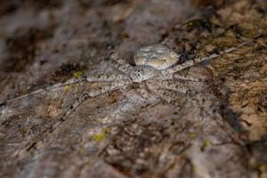 Adult Longspinneret Spider photo