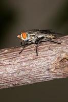 Adult Flesh Fly photo