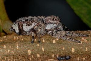 Giant Jumping Spider photo