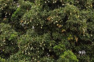 árbol de mango con frutas foto