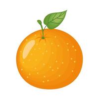 Isolated orange fruit vector