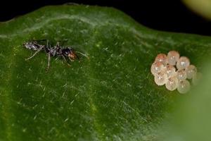 Hormiga ramita adulta revolviendo los huevos de insectos