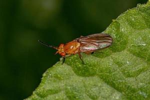 Adult Acalyptrate Fly photo