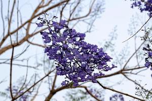 árbol de jacaranda azul