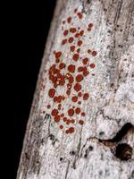 Red Common Lichen photo