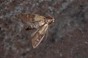 Indian Meal Moth photo