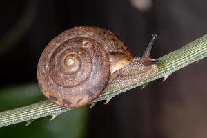 Asian Tramp Snail photo