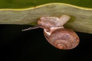 Asian Tramp Snail photo