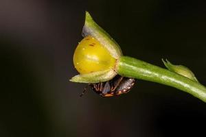 Adult Ebony Bug photo