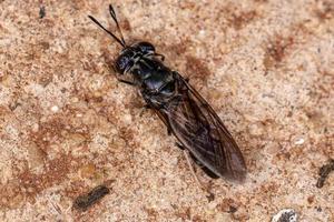 Black Soldier Fly photo