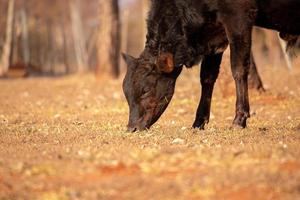 cow in a farm photo