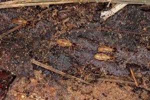 Adult Nasute Termites photo