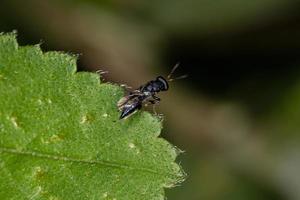 avispa calcidoide adulta foto