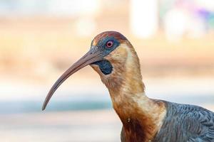 ibis de cuello buff foto