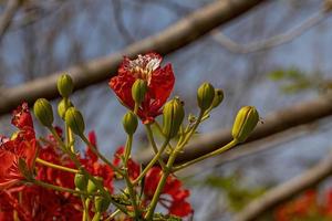 Red Flower of the tree Flamboyant photo