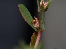 ninfa del insecto de la planta sin olor foto