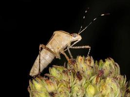 Yellow Leaf-footed Bug photo