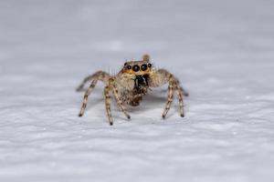 Small Gray Wall Jumping Spider photo