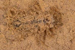 Libélula inmadura sumergida camuflada en la arena
