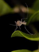 insecto mosquito culicine adulto foto