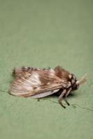 Brazilian white moth photo