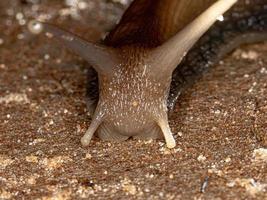 African Giant Snail photo