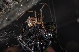 Female Adult Brown Widow preying on a Adult Caterpillar hunter Beetle photo