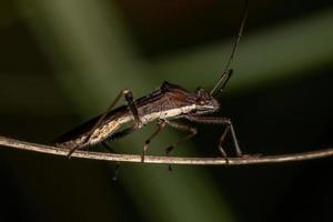 Adult Broad-headed Bug photo