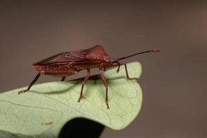 Adult Leaf-footed Bug photo