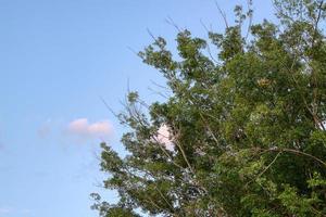 leaves of a fig tree photo