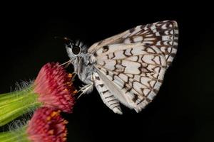 Orcus Checkered Skipper photo