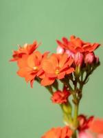 flor roja katy llameante foto