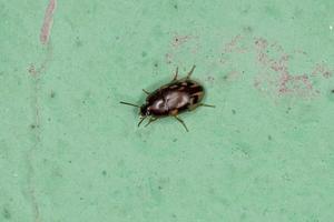 pequeño escarabajo oscuro adulto foto