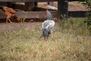 domestic animal chicken photo