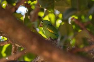 Yellow chevroned Parakeet photo