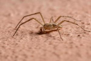 running crab spider in the wall photo