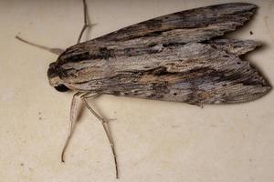 Ello Sphinx Moth photo